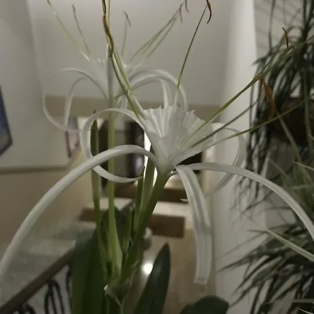 Civico7 Gasthof Villa San Giovanni